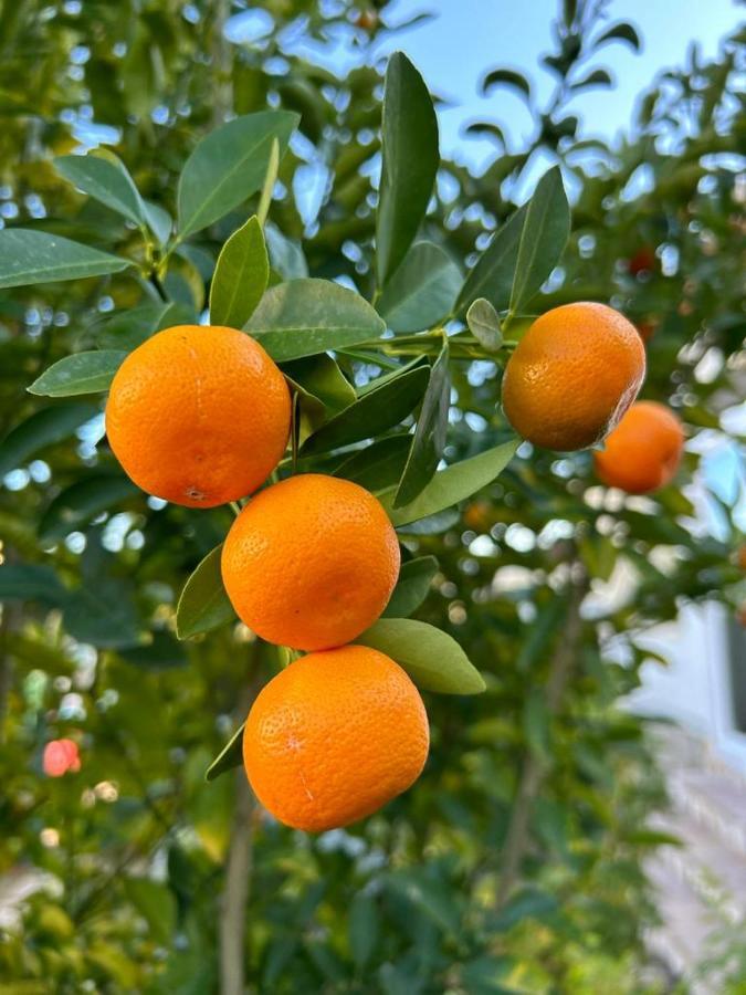 Casa Feliz Ξενοδοχείο Beniarbeig Εξωτερικό φωτογραφία